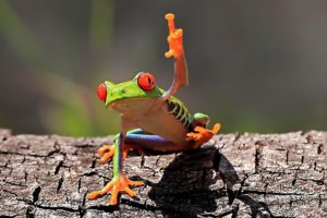 frogs, Amphibians