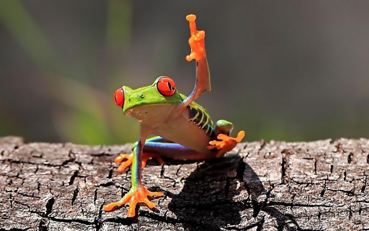 frogs, Amphibians HD Wallpaper Desktop Background