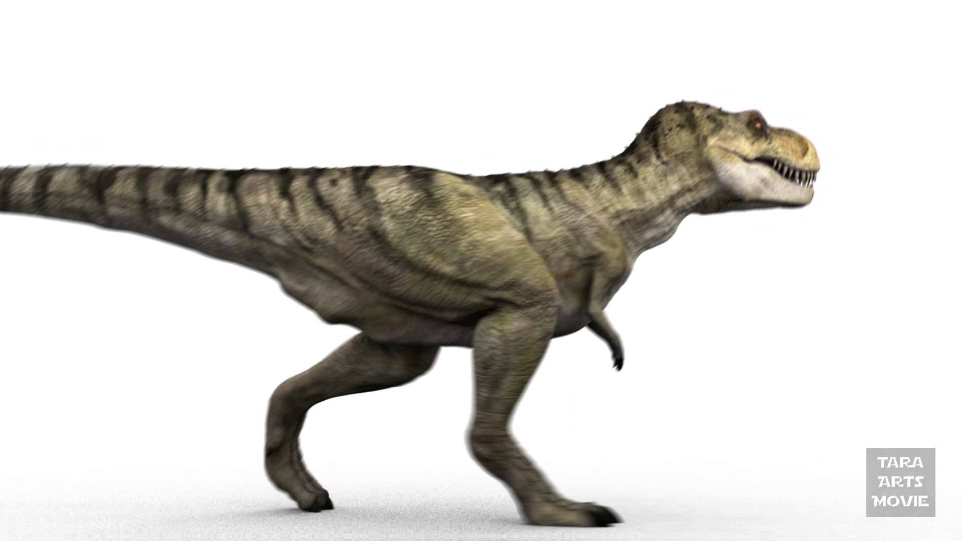 tyranosaurio, Rex, Dinosaurio, Reptiles, Animales Wallpaper