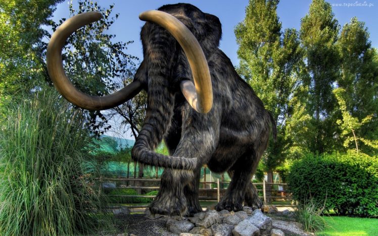mamut, Animales, Extinguido HD Wallpaper Desktop Background