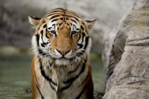 tigers, Bathing, Camouflage, Backgrounds, Bengal, Tigers, Captivity, Poker, Face