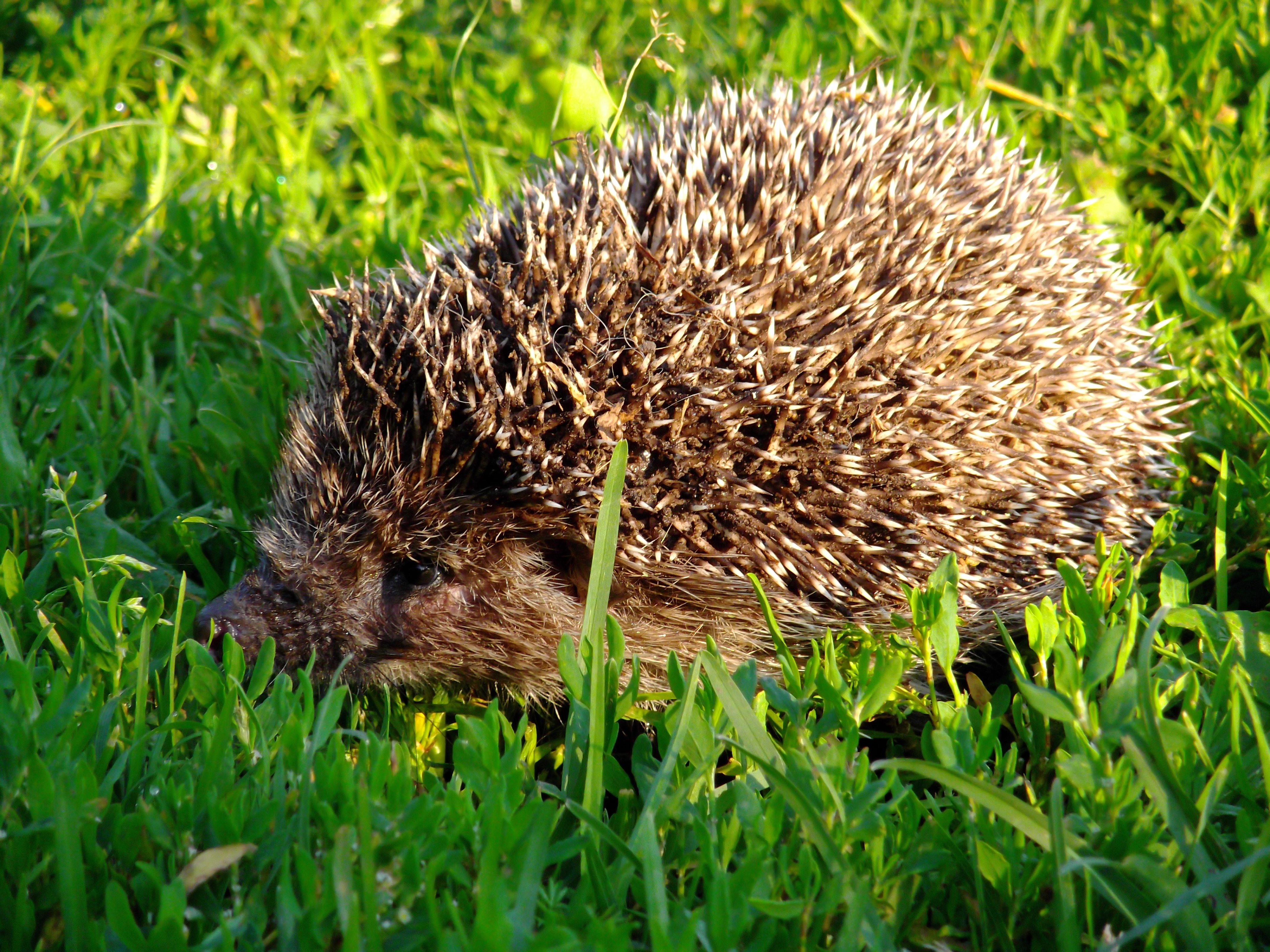 hedgehog, Morning Wallpaper