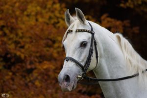 horse, White, Muzzle, Mane, Bridle, Handsome, Autumn