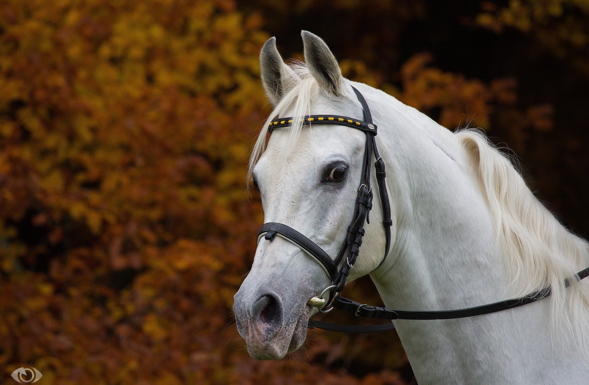 horse, White, Muzzle, Mane, Bridle, Handsome, Autumn Wallpaper