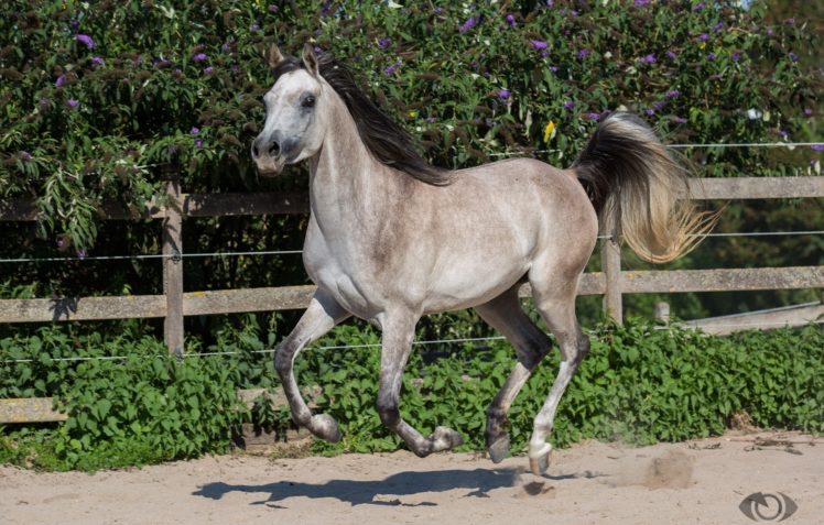 horse, Horse, Gray, Tail, Mane, Running, Gallop, Motion, Paddock HD Wallpaper Desktop Background