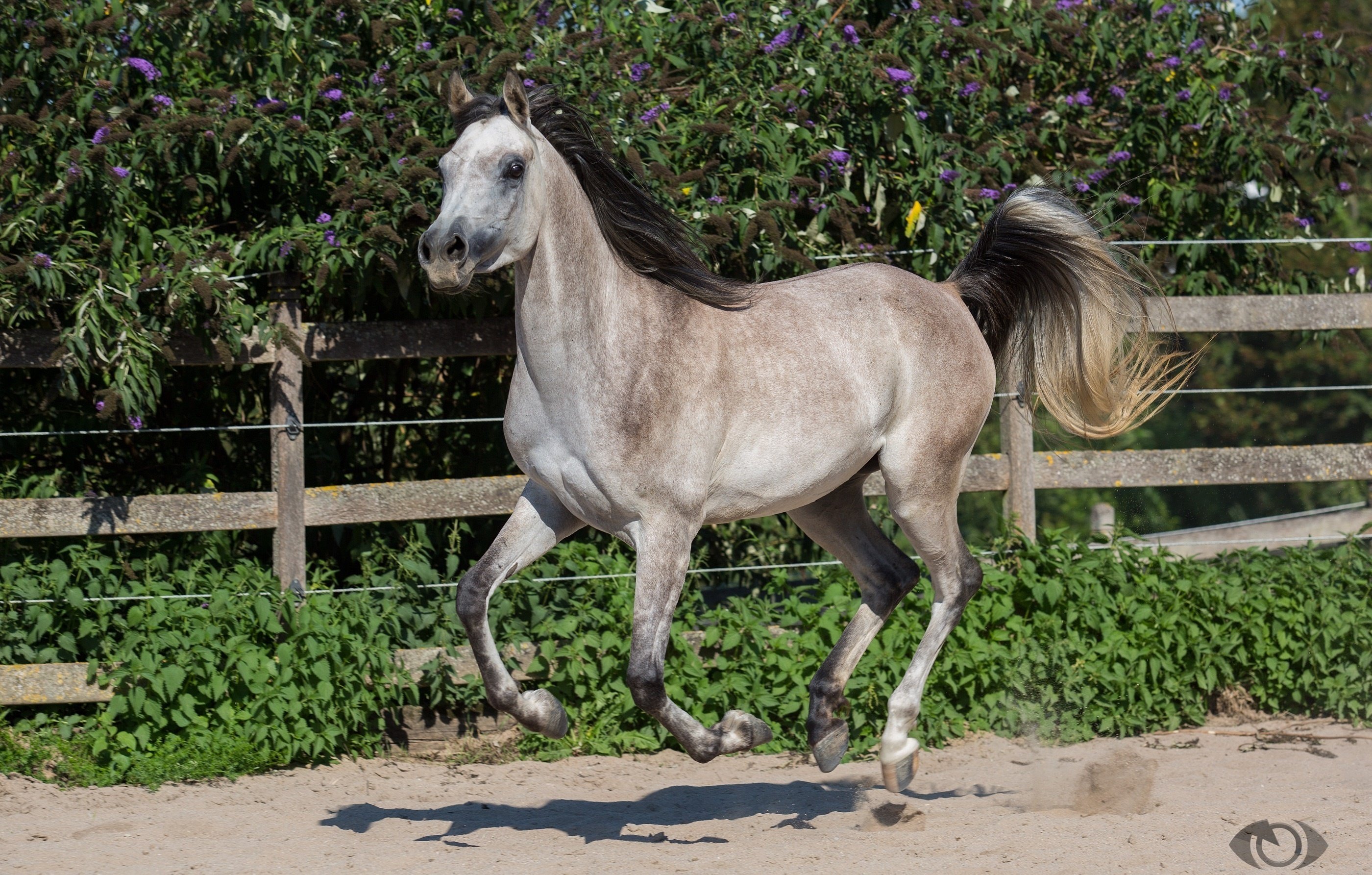 horse, Horse, Gray, Tail, Mane, Running, Gallop, Motion, Paddock Wallpaper
