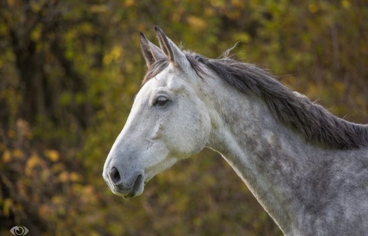 horse, Horse, Gray, Muzzle, Mane, Profile HD Wallpaper Desktop Background
