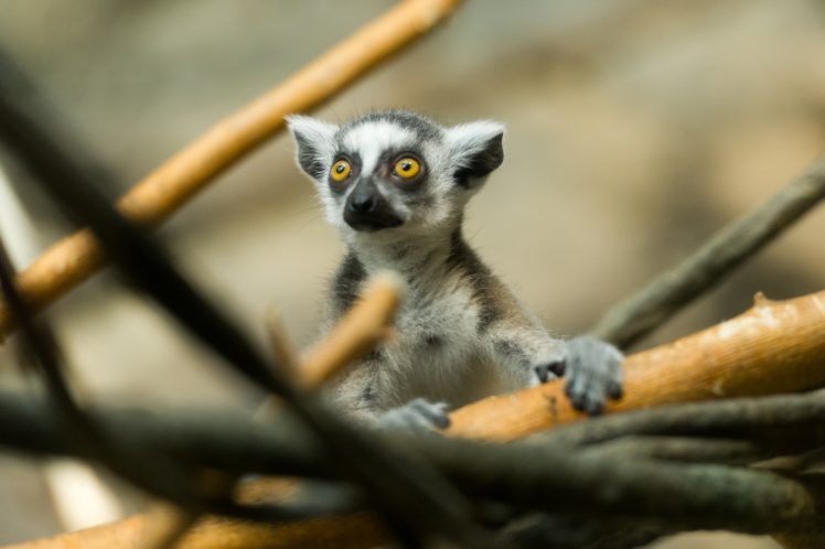 lemur, Muzzle, Eyes HD Wallpaper Desktop Background