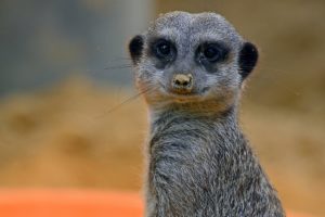 meerkat, Closeup, Animals