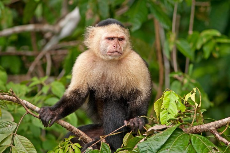 monkey, Glance, Animals HD Wallpaper Desktop Background