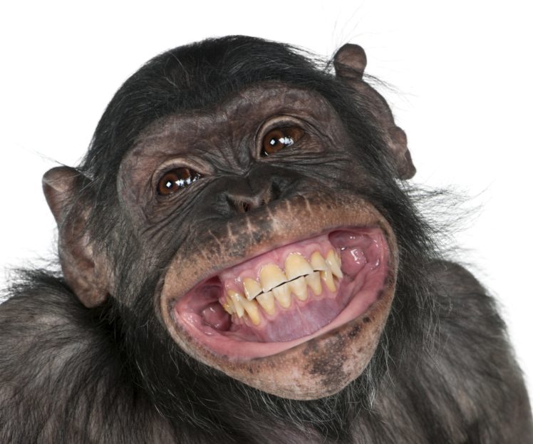 monkey, Snout, Teeth, Smile, Animals HD Wallpaper Desktop Background