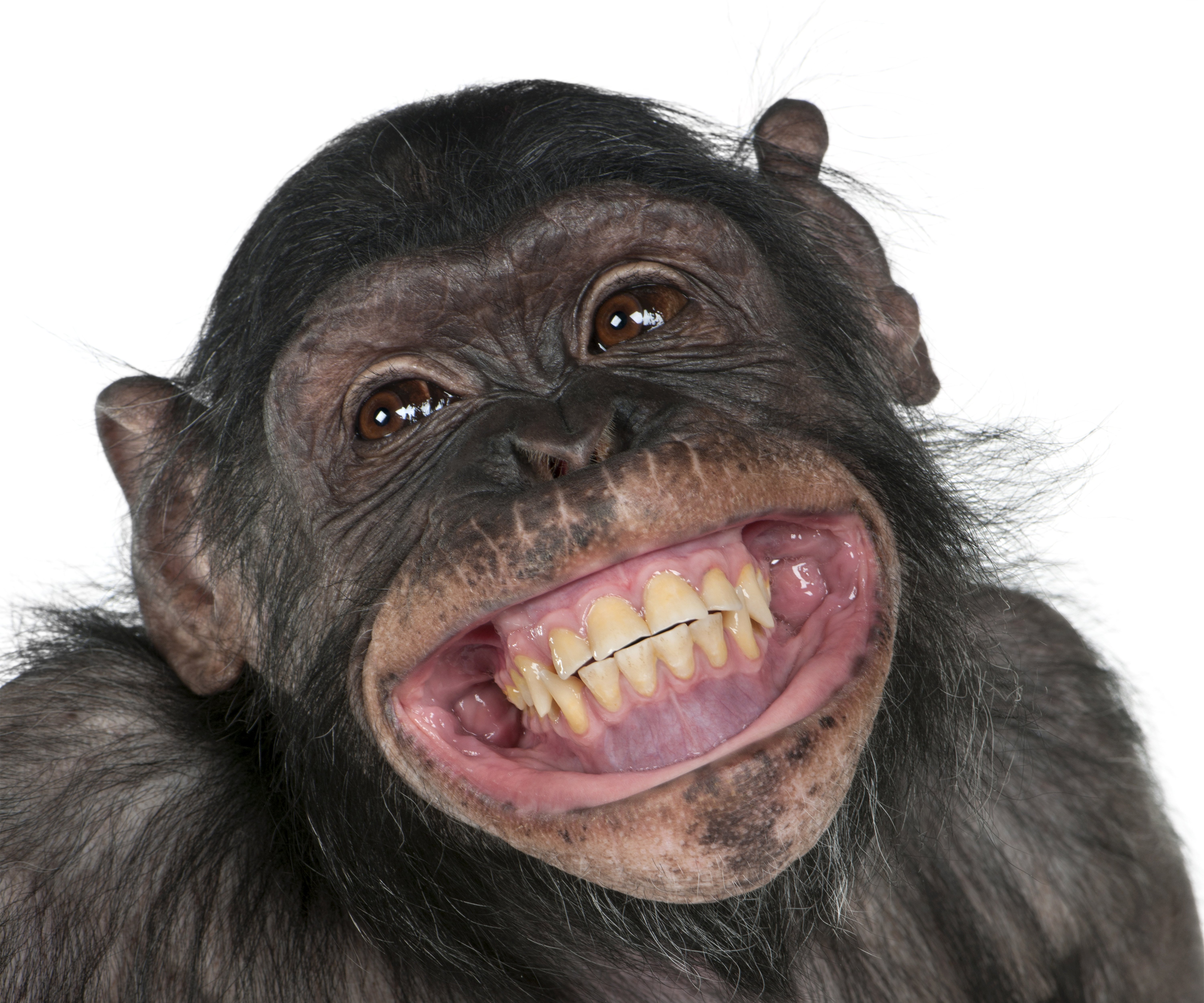 monkey, Snout, Teeth, Smile, Animals Wallpaper