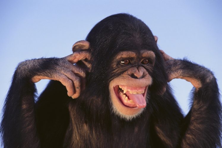 monkey, Snout, Animals HD Wallpaper Desktop Background