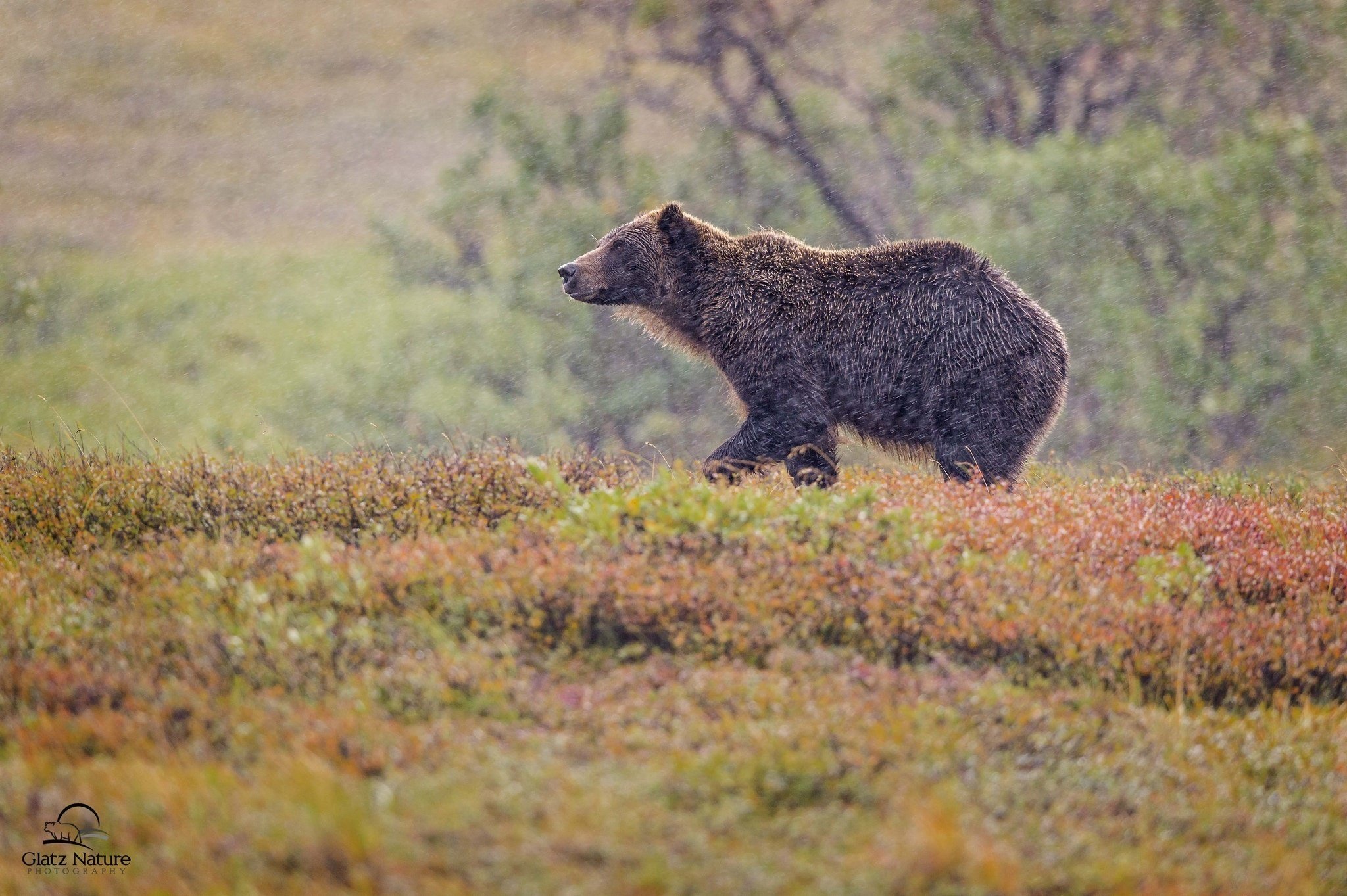 bear, Grizzly, Bear, Autumn Wallpaper