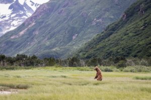 bear, Grizzly, Bear, Stand, Watch, Landscape, Mountain, Forest