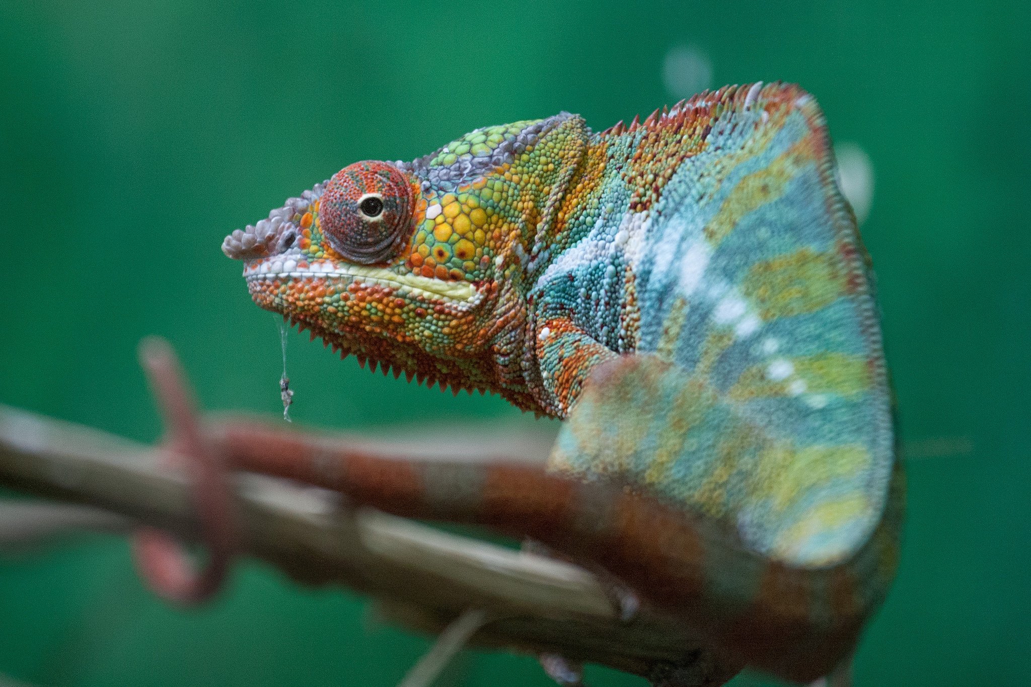 closeup, Chameleon, Animals, Wallpapers Wallpaper