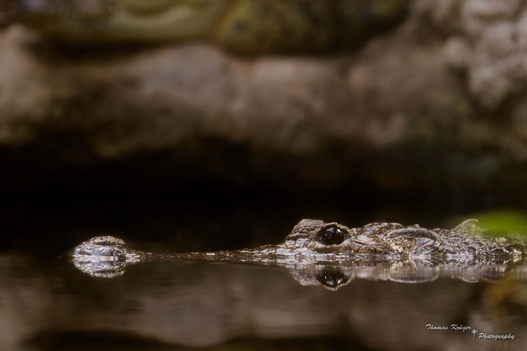 crocodile, Predator, Reptile, Pond, Jaw Wallpaper