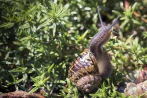 snail, Shell, Horns, Close up