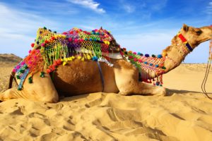 camel, Sand, Animals