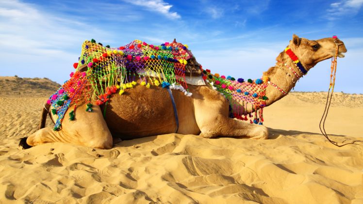 camel, Sand, Animals HD Wallpaper Desktop Background