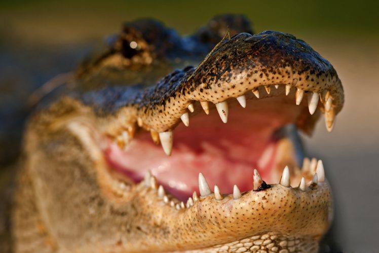 crocodile, Closeup, Teeth, Animals HD Wallpaper Desktop Background