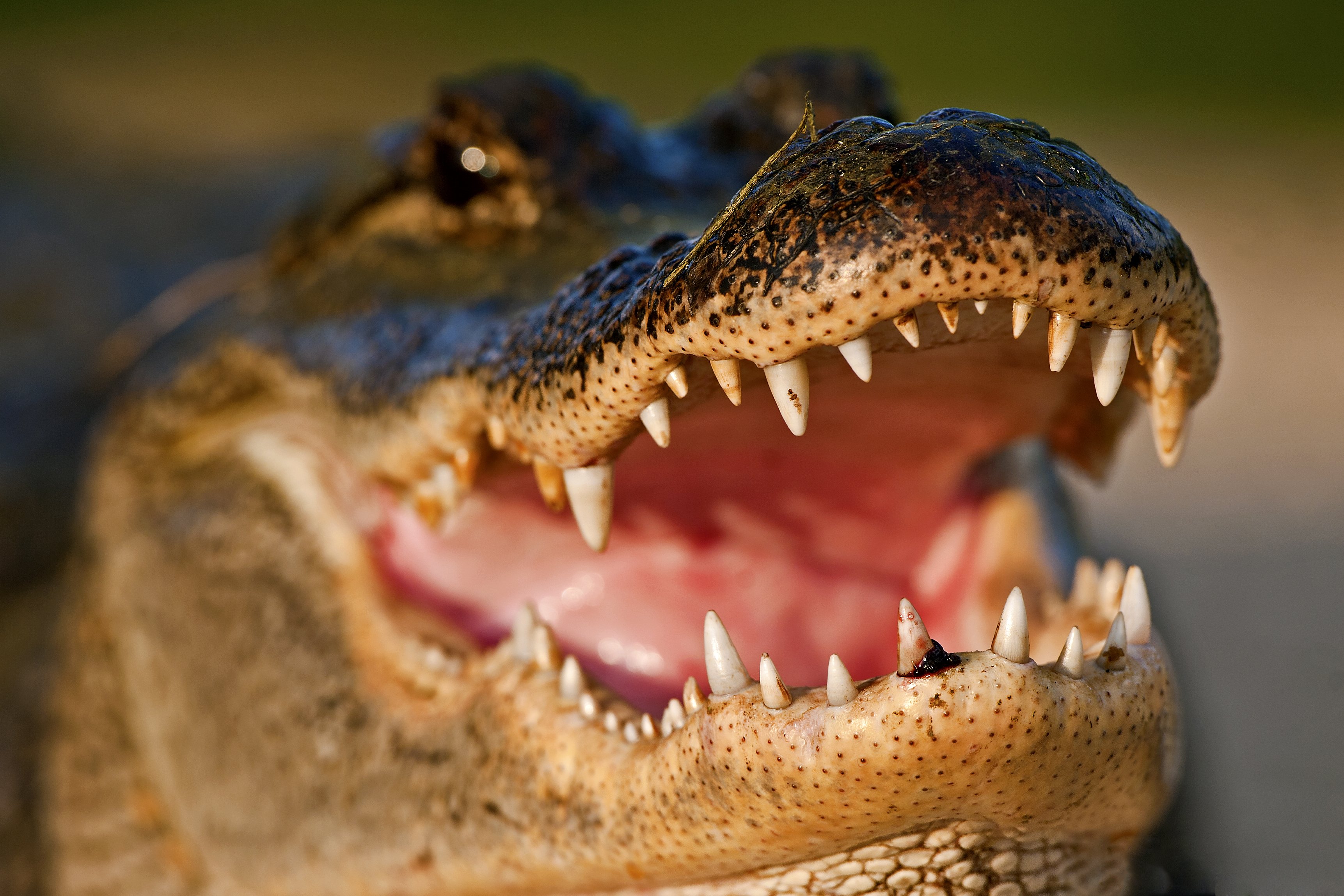 crocodile, Closeup, Teeth, Animals Wallpaper