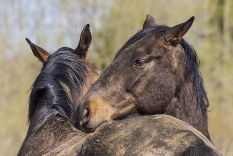 horses, Two, Snout, Animals HD Wallpaper Desktop Background