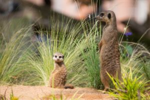 meerkat, Two, Animals