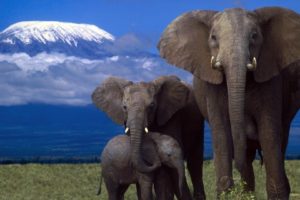 beauty, Cute, Amazing, Animal, African, Elephant, Family, In, Jungle