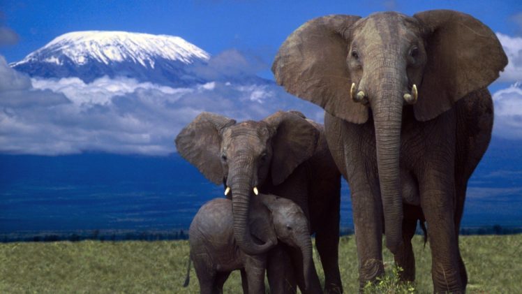 beauty, Cute, Amazing, Animal, African, Elephant, Family, In, Jungle HD Wallpaper Desktop Background
