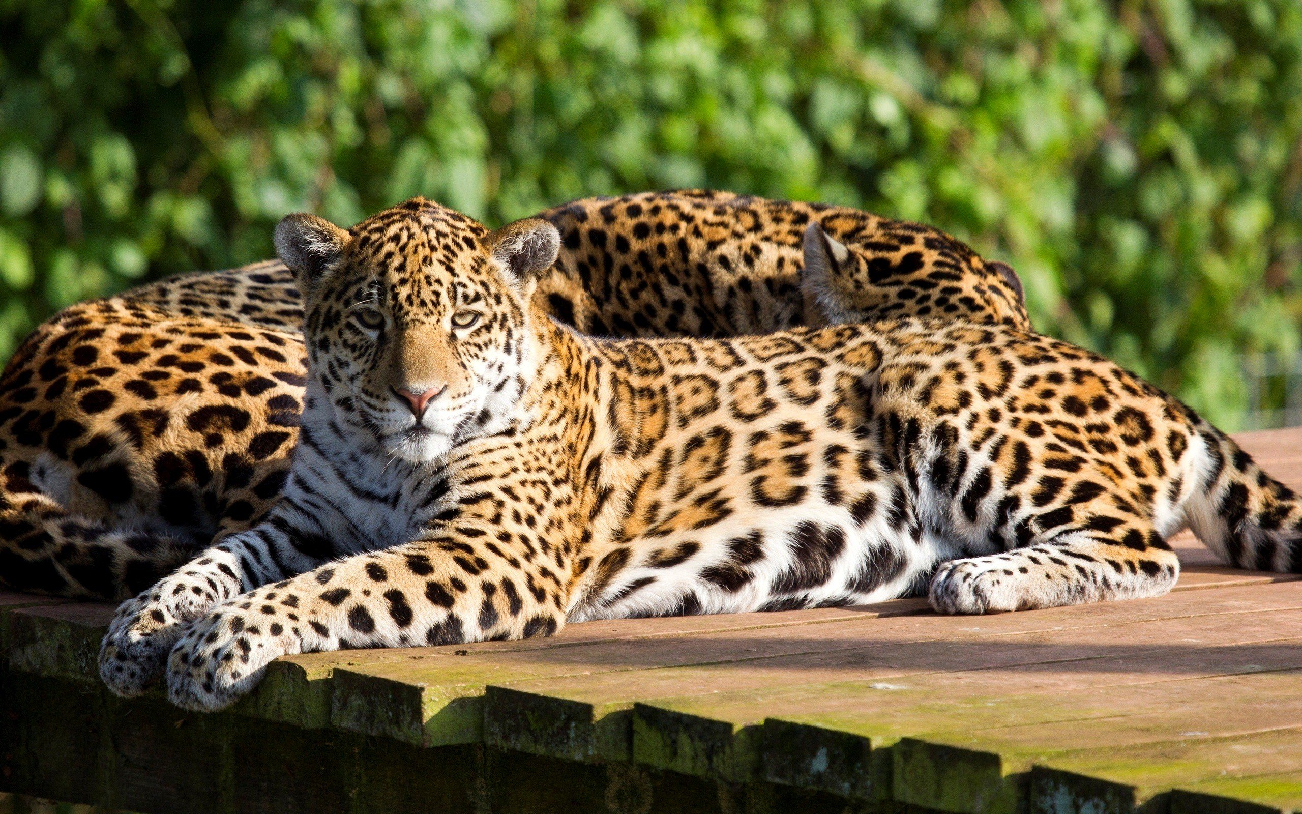 beauty, Cute, Amazing, Amazing, Leopard, Animal Wallpapers HD / Desktop and  Mobile Backgrounds