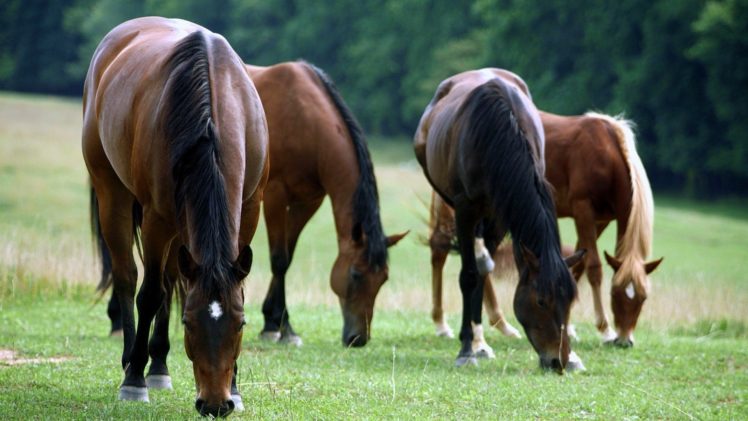 beauty, Cute, Amazing, Animal, American, Quarter, Horse, Eating, Grass HD Wallpaper Desktop Background