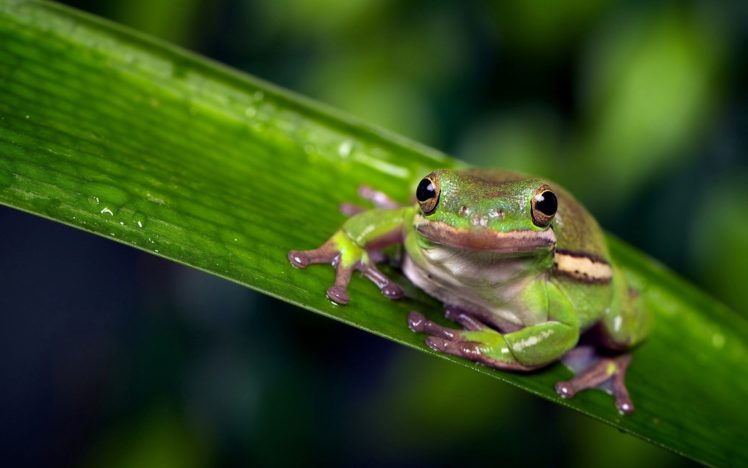 beauty, Cute, Amazing, Animal, Animal, Green, Frog, On, Green, Leaf HD Wallpaper Desktop Background