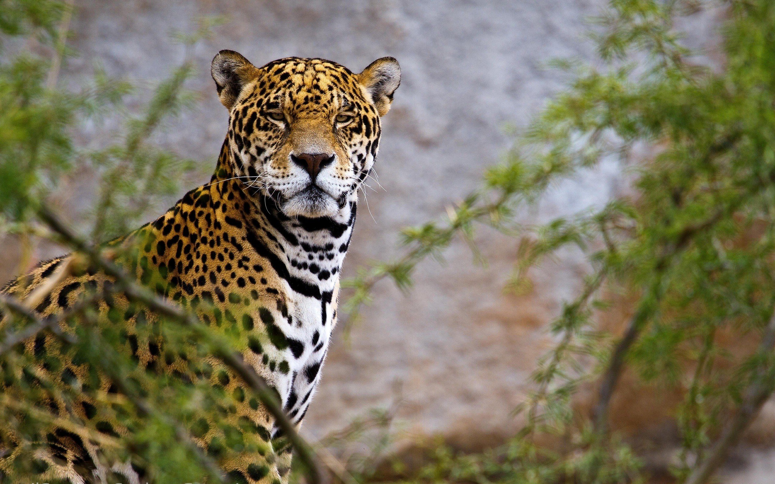 beauty, Cute, Amazing, Animal, Asian, Leopard, Animal Wallpaper