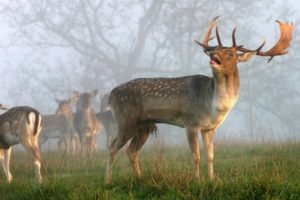 beauty, Cute, Amazing, Animal, Deer, Family, In, Jungle, During, Sunrise