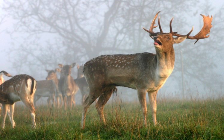 beauty, Cute, Amazing, Animal, Deer, Family, In, Jungle, During, Sunrise HD Wallpaper Desktop Background