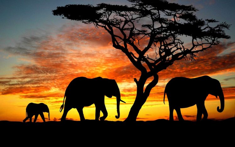 beauty, Cute, Amazing, Animal, Elephant, Family, During, Sunset HD Wallpaper Desktop Background