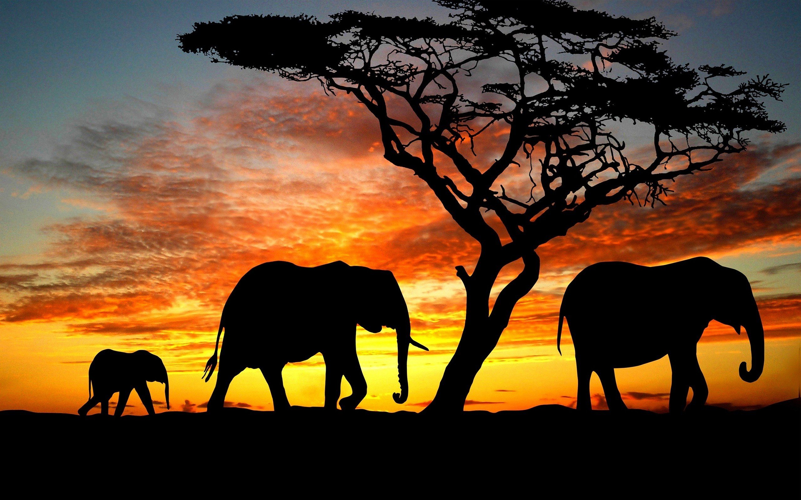 beauty, Cute, Amazing, Animal, Elephant, Family, During, Sunset Wallpaper