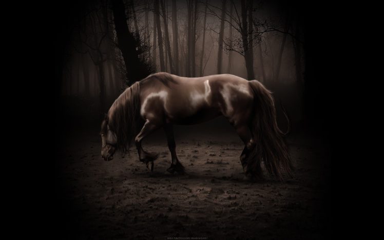 beauty, Cute, Amazing, Animal, Fantacy, Animal, Horse HD Wallpaper Desktop Background