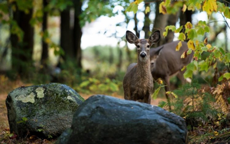 beauty, Cute, Amazing, Animal, Gray, Color, Deer, In, Jungle HD Wallpaper Desktop Background