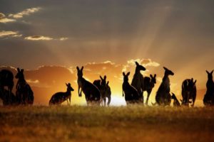 beauty, Cute, Amazing, Animal, Many, Kangaroos, At, Sunset, Point, In, Australia