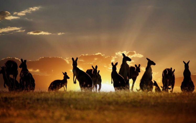 beauty, Cute, Amazing, Animal, Many, Kangaroos, At, Sunset, Point, In, Australia HD Wallpaper Desktop Background