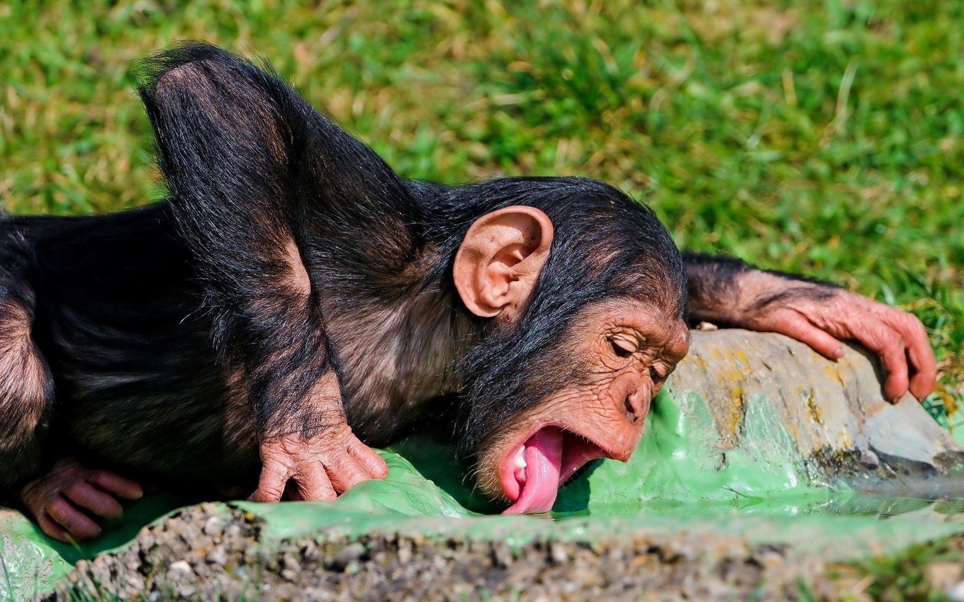 funny chimpanzee