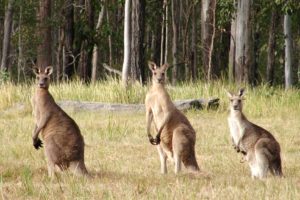 beauty, Cute, Amazing, Animal, Nice, Three, Kangaroo, Standing, In, Row