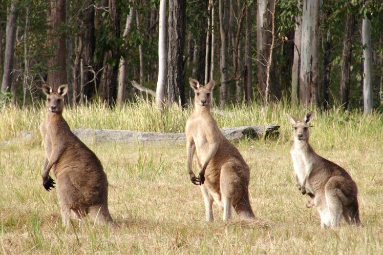 beauty, Cute, Amazing, Animal, Nice, Three, Kangaroo, Standing, In, Row HD Wallpaper Desktop Background