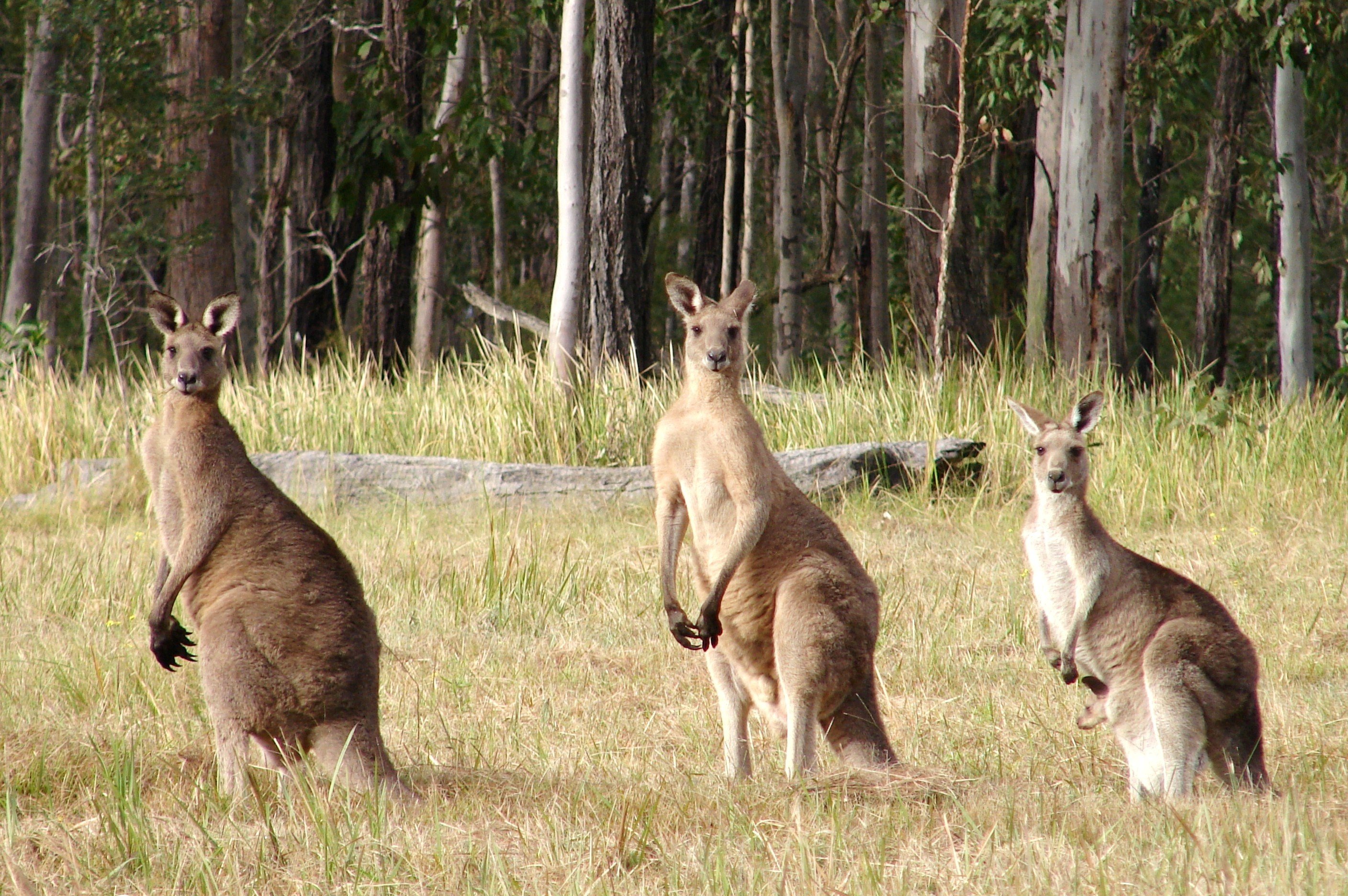 beauty, Cute, Amazing, Animal, Nice, Three, Kangaroo, Standing, In, Row Wallpaper