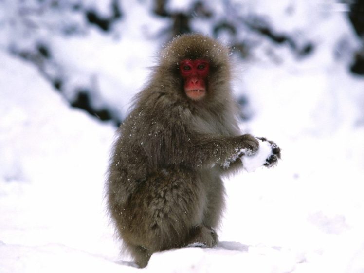 beauty, Cute, Amazing, Animal, Roloway, Monkey, In, Snowy, Mountain HD Wallpaper Desktop Background