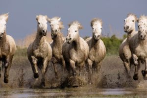 beauty, Cute, Amazing, Animal, White, Horses, In, Water