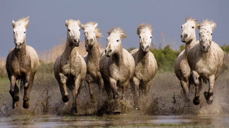 beauty, Cute, Amazing, Animal, White, Horses, In, Water HD Wallpaper Desktop Background