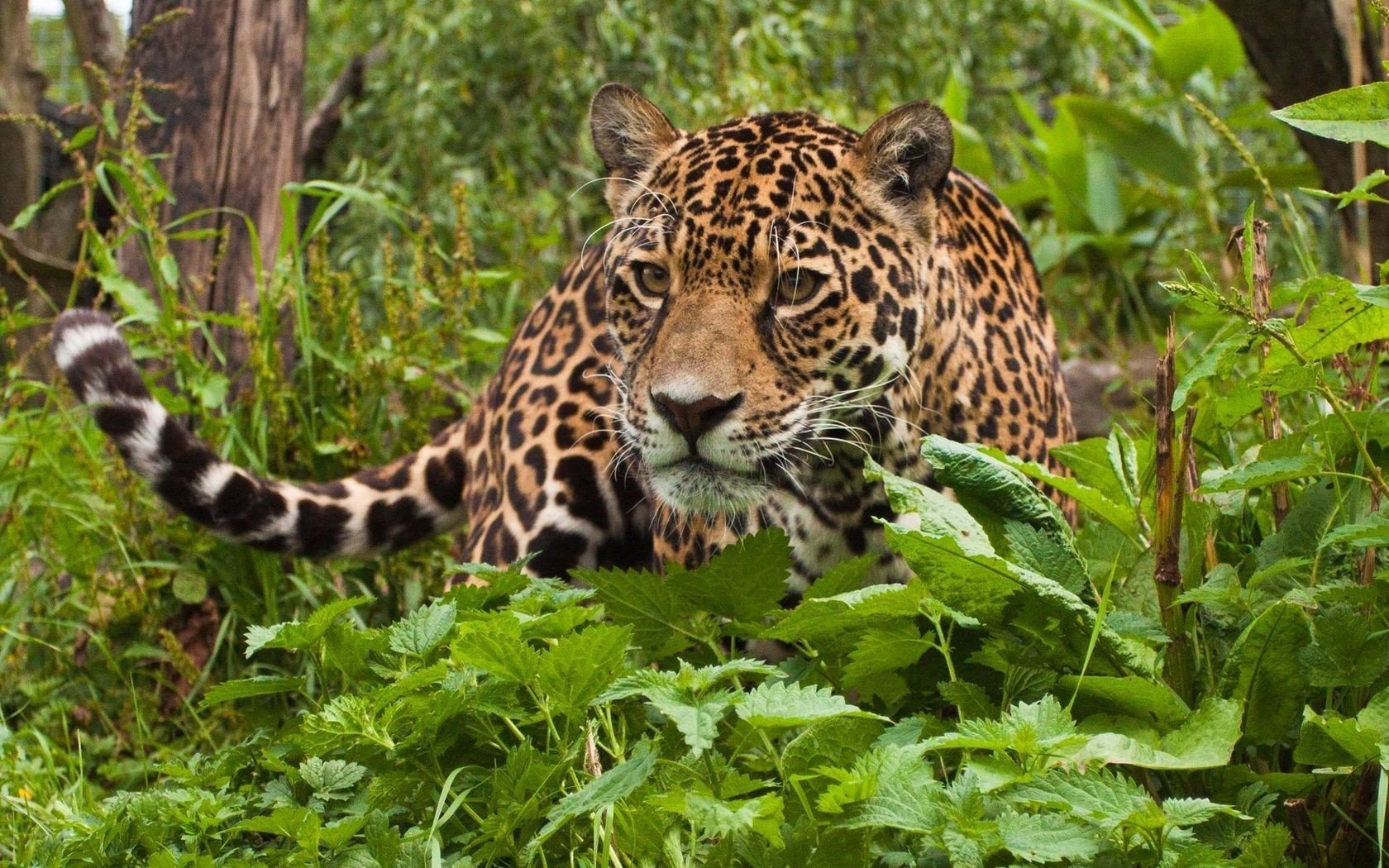beauty, Cute, Amazing, Animal, Wild, Animal, Leopard, In, Green, Jungle Wallpaper